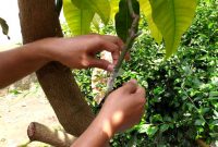 cara sambung sisip pohon mangga