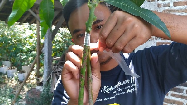 cara sambung susu pohon mangga